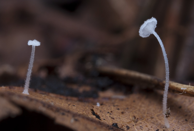 Hemimycena subtilis